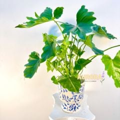 Chậu cây trầu bà xanh ngát (Cây xanh)