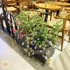 Bồn cây ô liu giả trang trí văn phòng, quán cafe