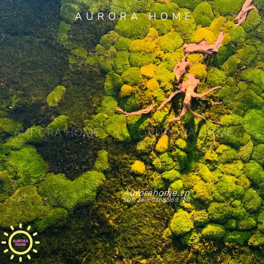 Tiểu cảnh vách tường rêu decor trang trí văn phòng nghệ thuật