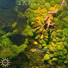 Tiểu cảnh vách tường rêu decor trang trí văn phòng nghệ thuật