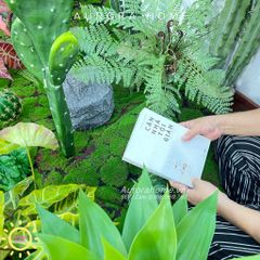 Set tiểu cảnh xương rồng giả decor phòng (Mẫu 2)