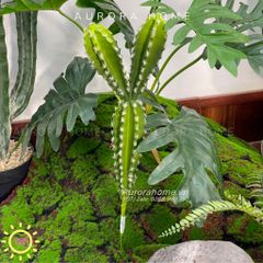 Set tiểu cảnh xương rồng giả decor phòng (Mẫu 2)