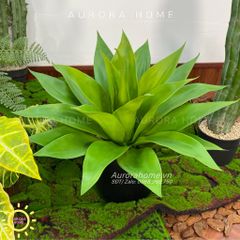 Set tiểu cảnh xương rồng giả decor phòng (Mẫu 2)