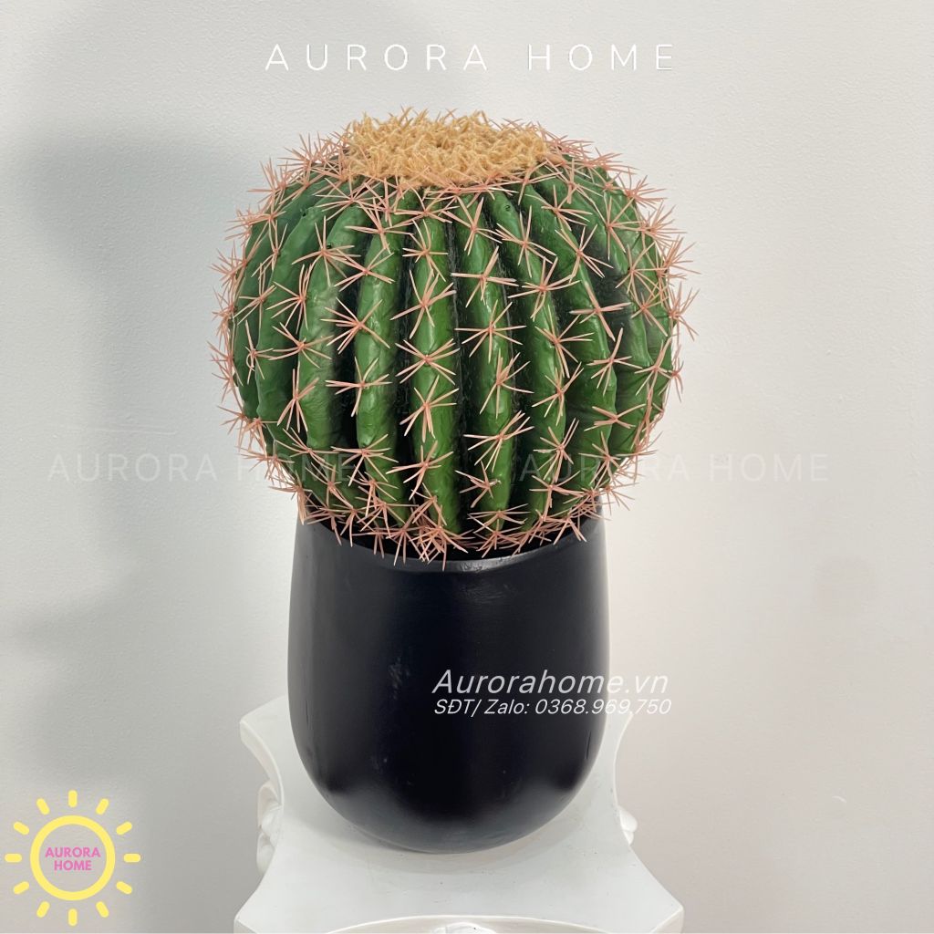 Cây xương rồng gai vàng tròn