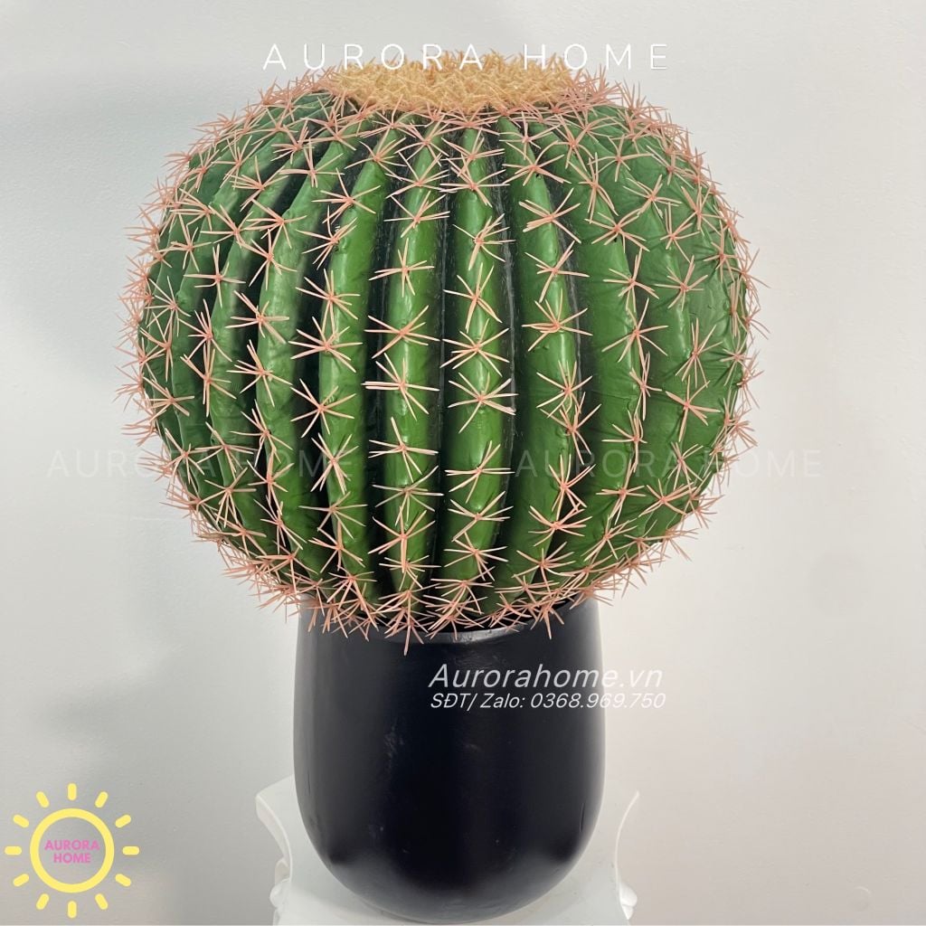 Cây xương rồng gai vàng tròn