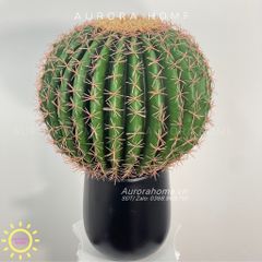 Cây xương rồng gai vàng tròn