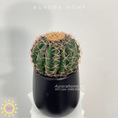 Cây xương rồng gai vàng tròn