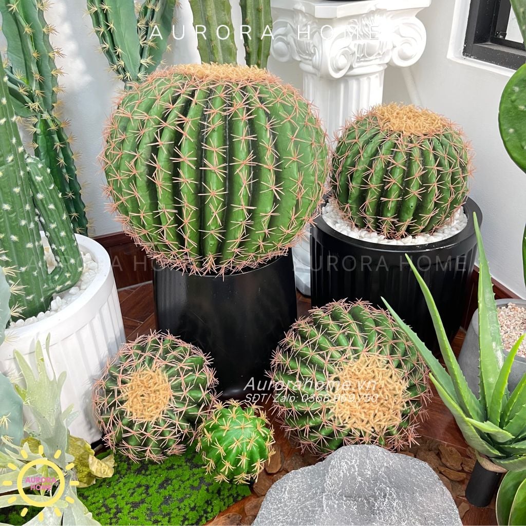 Cây xương rồng gai vàng tròn