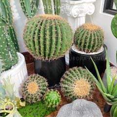 Cây xương rồng gai vàng tròn