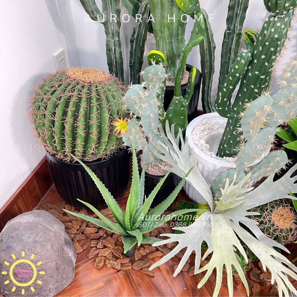 Cây xương rồng gai vàng tròn