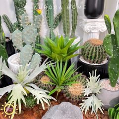 Set tiểu cảnh xương rồng giả decor phòng