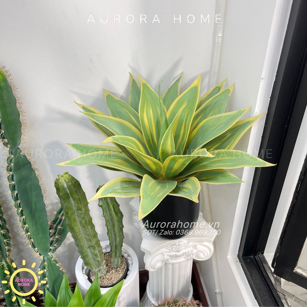 Set tiểu cảnh xương rồng giả decor phòng