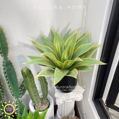 Set tiểu cảnh xương rồng giả decor phòng