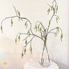 Cành trái dâu tầm decor