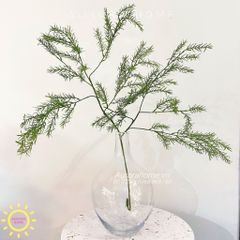 Cành lá thông decor