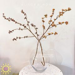 Cành quả kê phong lan decor