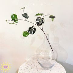 Cành lá rùa decor độc đáo