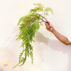 Cành lá dương xỉ rủ decor cao cấp