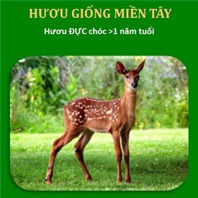  Hươu Đực Chóc Trên 1 TuổiTrọng Lượng: 30kg - 35kg 