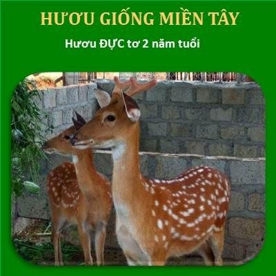  Hươu Đực Tơ > 2 Năm Tuổi  Trọng Lượng 45kg - 60kg 