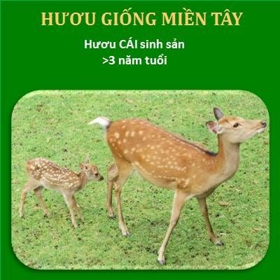 Hươu trưởng thành