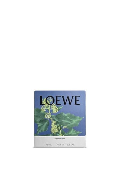  Nến LOEWE Ivy 170g 