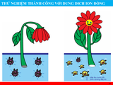  Combo 10 gói nước dưỡng hoa Bambi Hana giúp hoa tươi lâu đến 5 lần giữ nước cắm sạch không bị hôi 