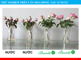  Combo 10 gói nước dưỡng hoa Bambi Hana giúp hoa tươi lâu đến 5 lần giữ nước cắm sạch không bị hôi 