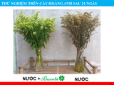  Combo 10 gói nước dưỡng hoa Bambi Hana giúp hoa tươi lâu đến 5 lần giữ nước cắm sạch không bị hôi 