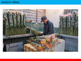  Combo 10 gói nước dưỡng hoa Bambi Hana giúp hoa tươi lâu đến 5 lần giữ nước cắm sạch không bị hôi 