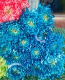  Nước Nhuộm Hoa Hữu Cơ Bambi Hana chai 1L giúp đổi màu hoa lên màu nhanh an toàn 