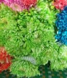  Nước Nhuộm Hoa Hữu Cơ Bambi Hana chai 1L giúp đổi màu hoa lên màu nhanh an toàn 