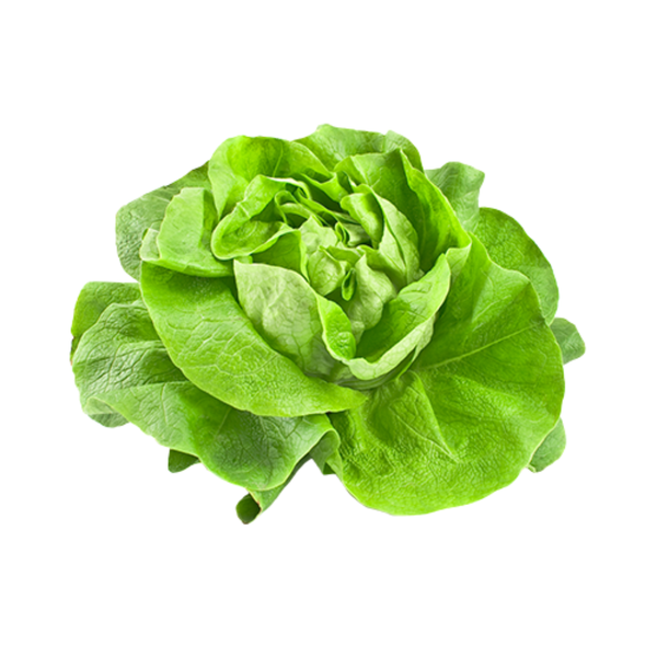  Xà lách búp mềm (5g) 