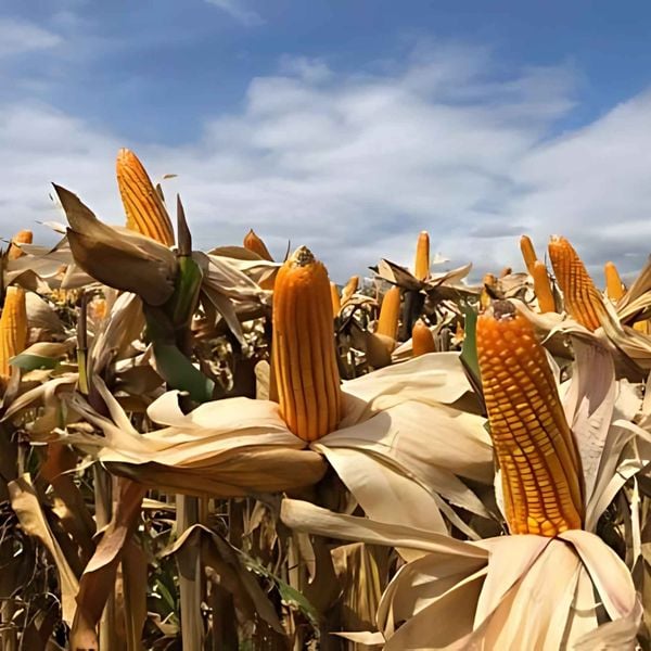  NK 7328 Bt/Gt - Ngô ( bắp) biến đổi gen (1 kg) 