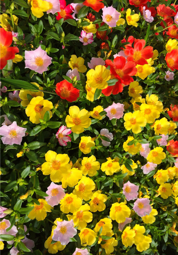  Hoa mười giờ cánh đơn (1 gói) 