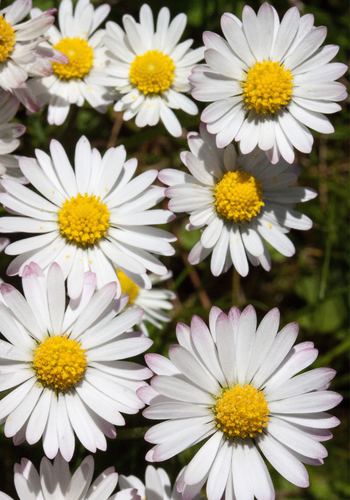  Hoa cúc hoạ mi (1 gói) 