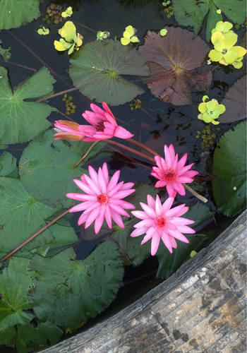  Hoa súng nhiều màu (1 gói) 