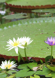  Hoa súng nhiều màu (1 gói) 