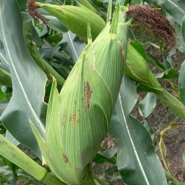  Bắp nù siêu dẻo Chính Nông (1 kg) 