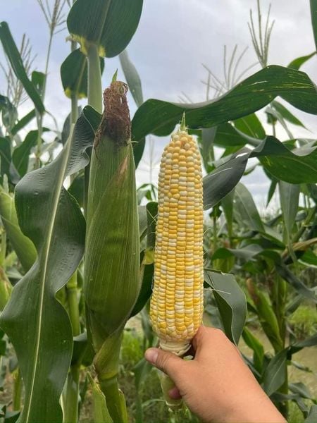  Vàng 10 - Bắp(Ngô) nếp lai F1 (50g) 