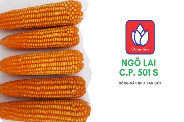  CP 501s - Ngô ( bắp) chuyển gen (1 kg) 