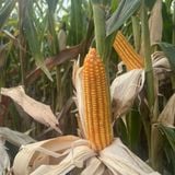  NK 6101 BGT - Ngô ( Bắp )biến đổi gen (1kg) 