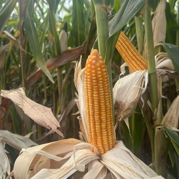  NK 6101 BGT - Ngô ( Bắp )biến đổi gen (1kg) 