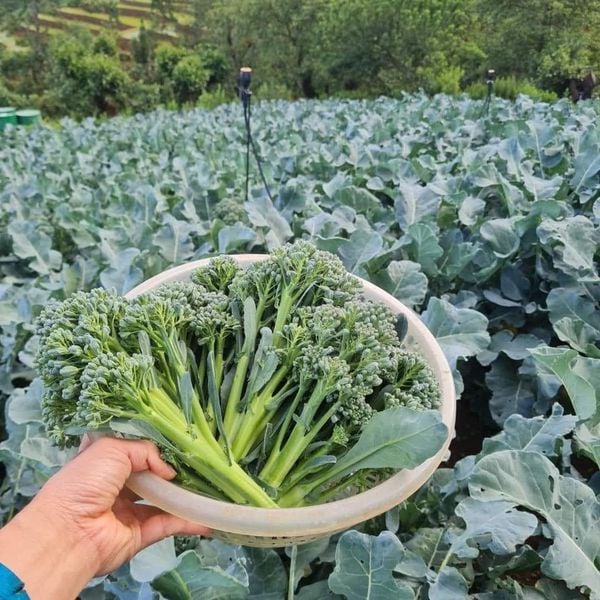  Súp lơ xanh SAKATA SV - 6801 (10g) 