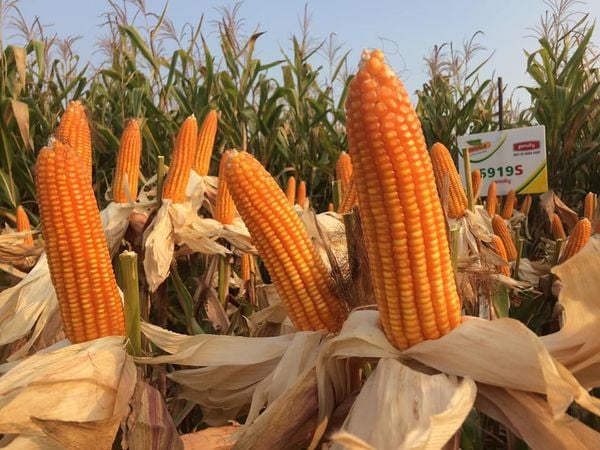  DK 6919s - Ngô ( bắp) chuyển gen (1 kg) 