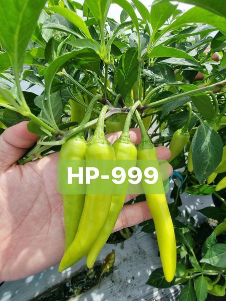  Ớt sừng vàng lai F1 HP-999 (5g) 