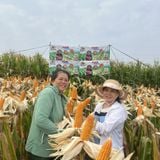 8282s - Ngô ( bắp) biến đổi gen (1 kg) 