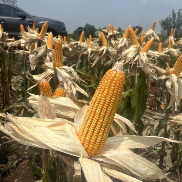  8282s - Ngô ( bắp) biến đổi gen (1 kg) 