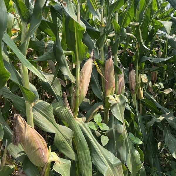  PAC 999 Super S - Ngô ( bắp ) biến đổi gen (1kg) 