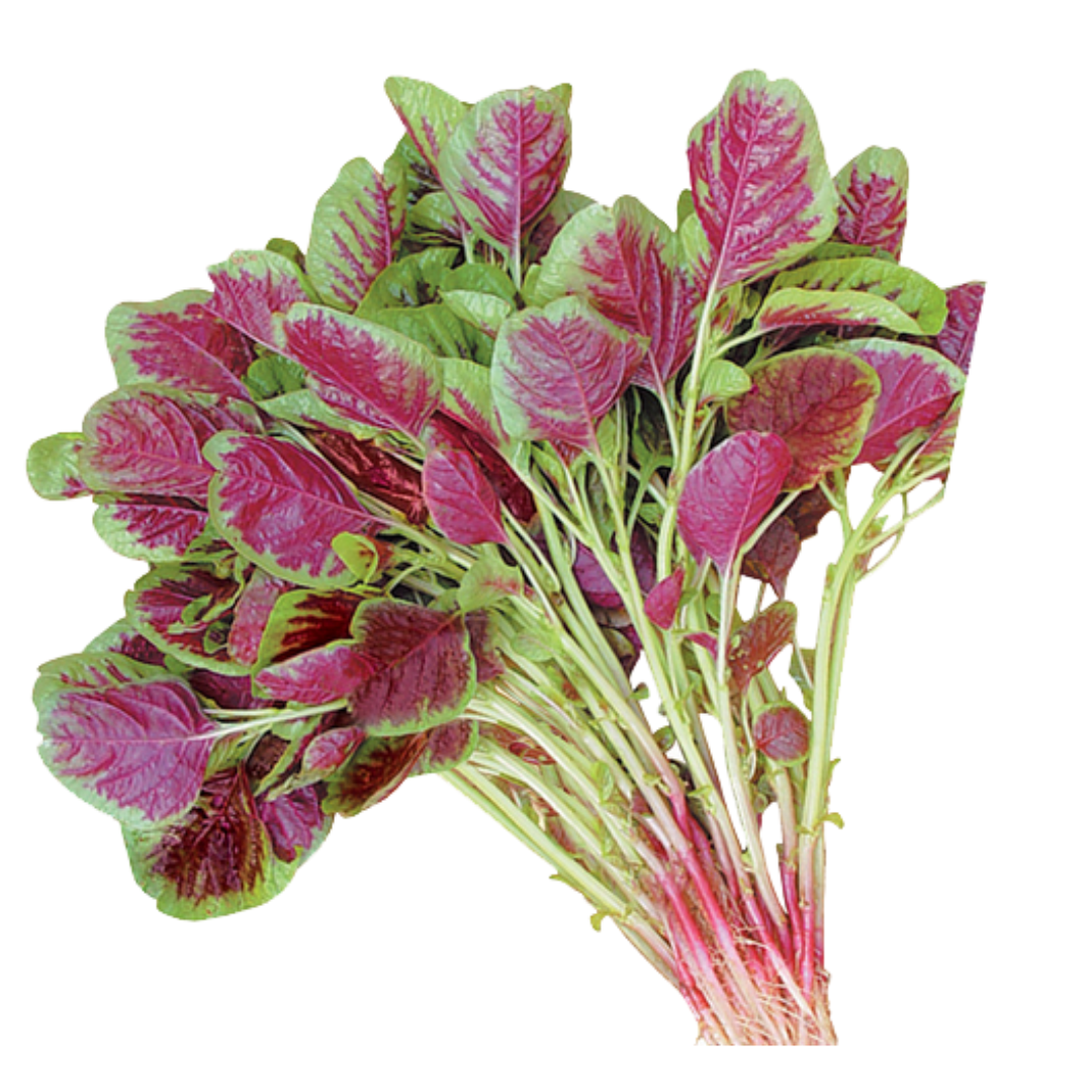  Rau dền nhiều màu (20g) 
